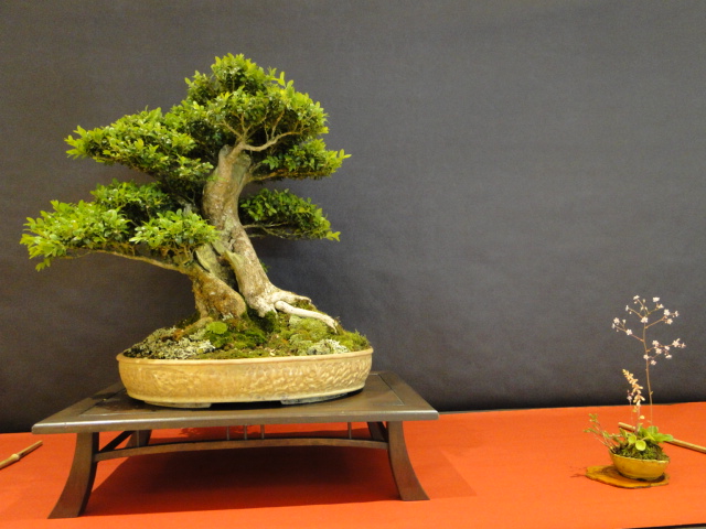 Bonsaï ficus de l’association Bonsai Émeraude Rance